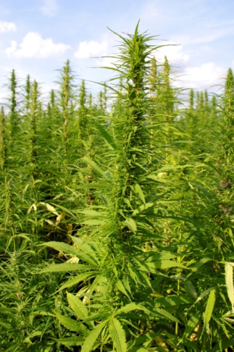 Marijuana Through Santa Cruz Mountains Dubbed The Best