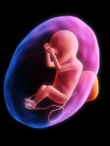 baby in womb 2