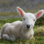 799px-Cheviot_lamb_on_the_Isle_of_Lewis