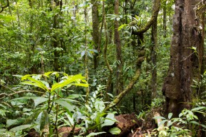 Interior of tropical rainforest in Ecuador with knotted liana