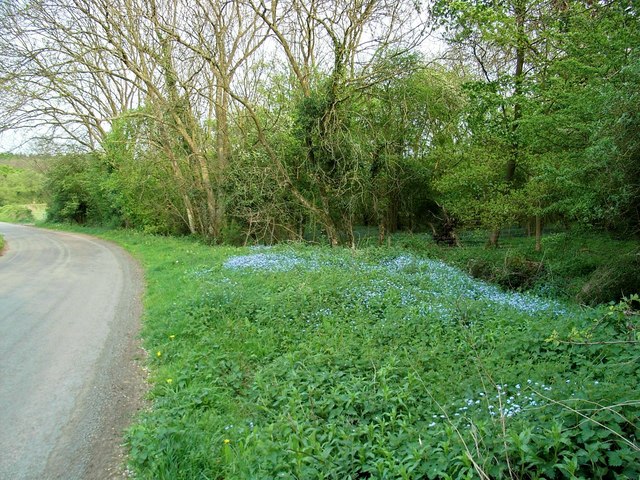 Forget-me-nots_-_geograph-1.org.uk_-_414437