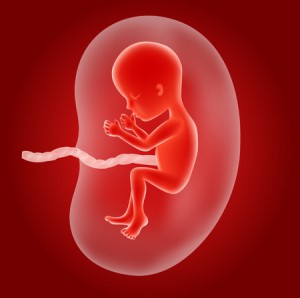 55587193 - vector illustration of human fetus inside the womb