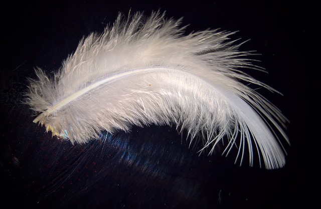 White Feather Meaning. Hey Beautiful Soul, by David William Psychic Medium