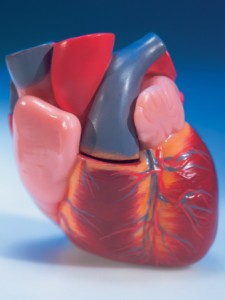 human heart